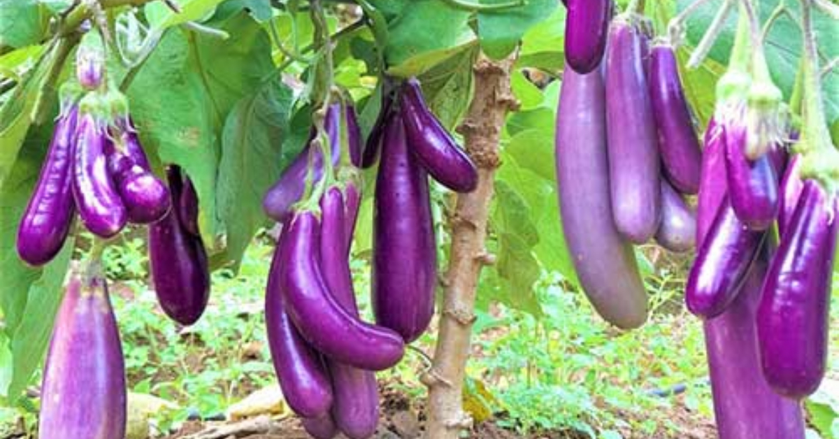 Brinjal Krishi Tips