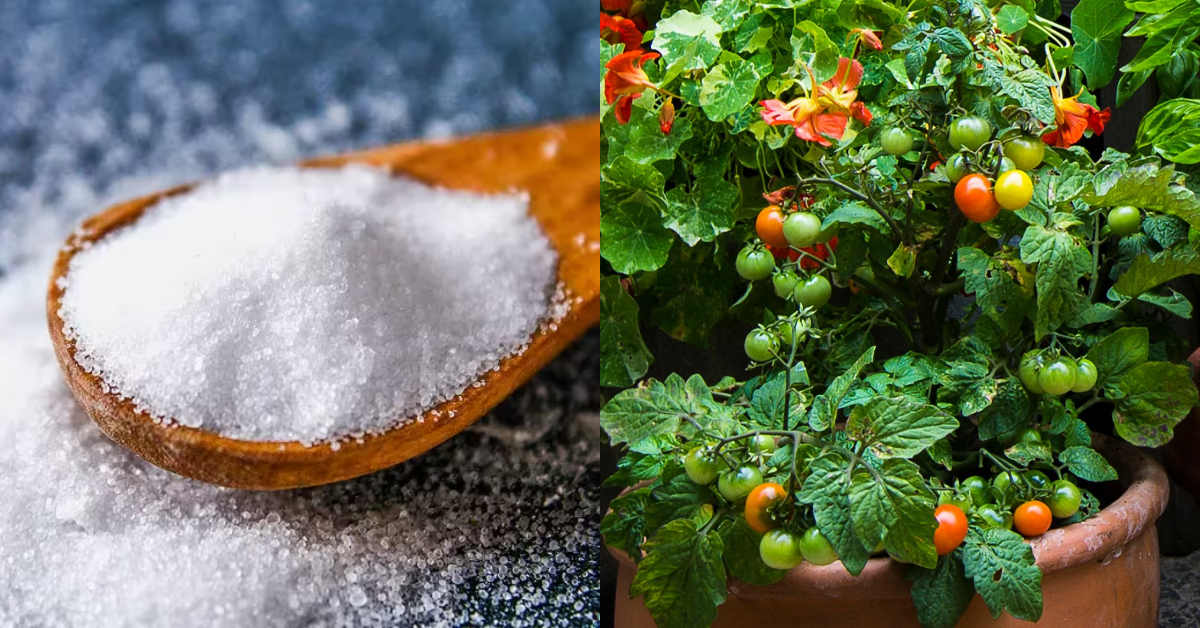 Chilli And Tomato Cultivation Tips Using Salt
