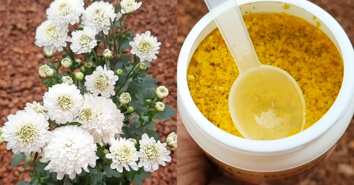 Chrysanthemum Cultivation At Home