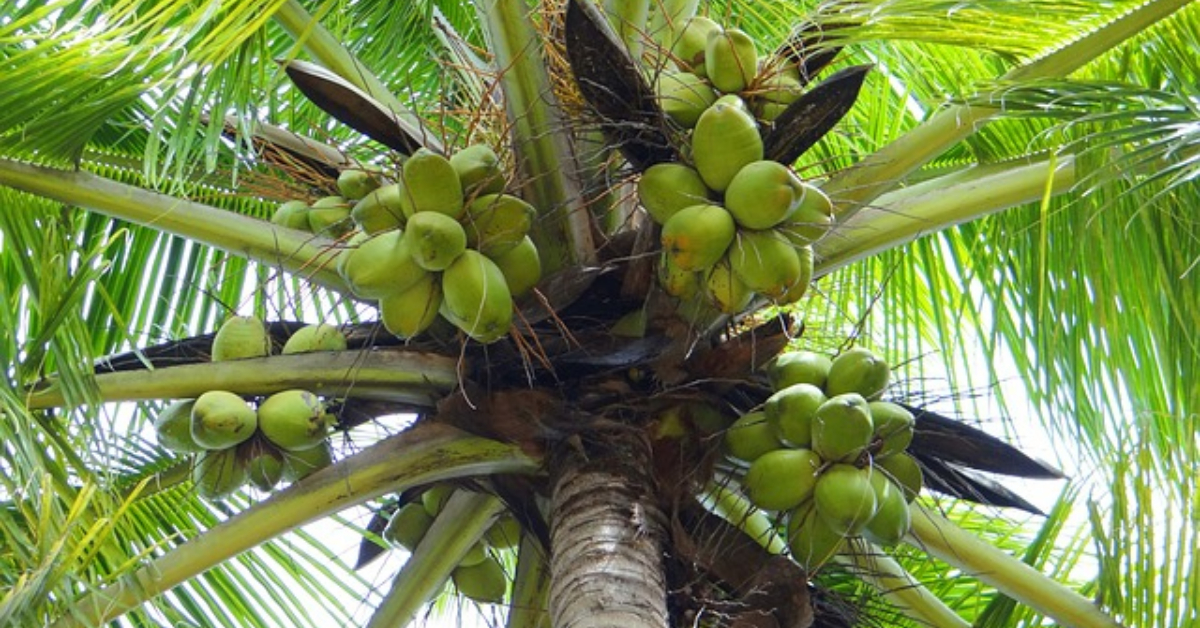 Coconut tree fertilization in Karkidakam