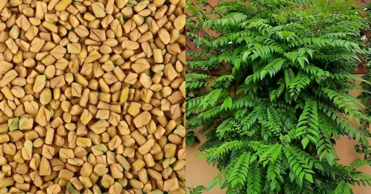 Curry Leaves Care At Home