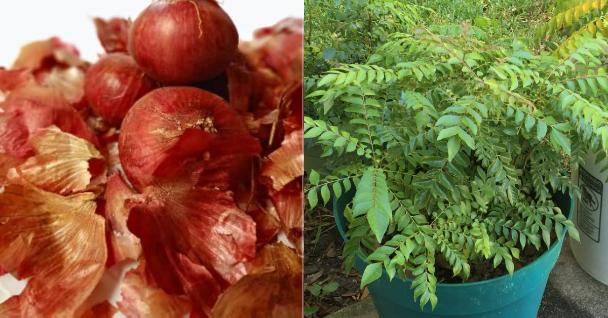 Curry Leaves Cultivation With Onion Peel