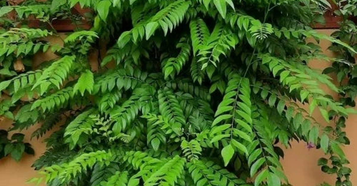 Curry Leaves Planting Tip Using Bottle