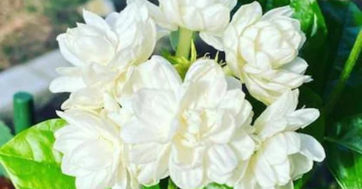Easy Jasmine Cultivation Tips