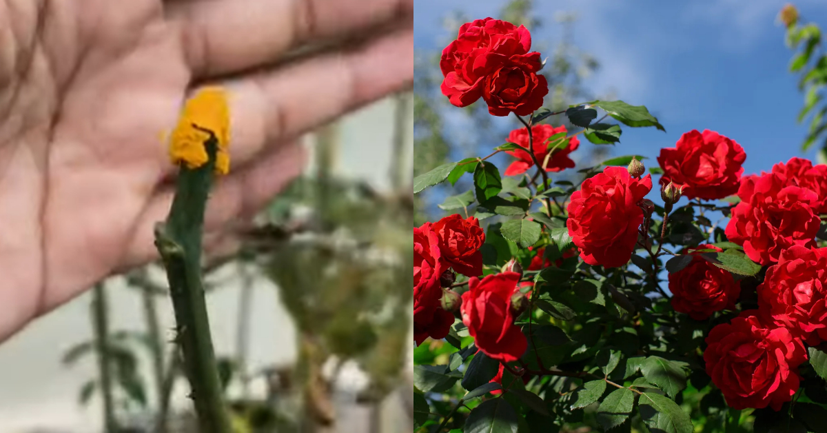 Gardening Tips Using Fertilizer