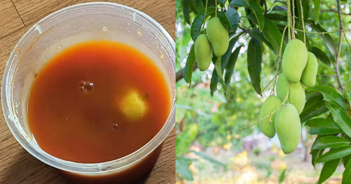 Get More Mangos And Jackfruits Using Onion Fertliser