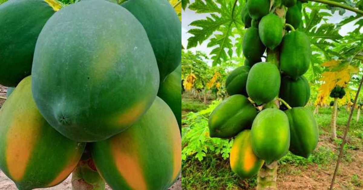 Grow Juicy Papayas – Easy Cultivation Tricks!”