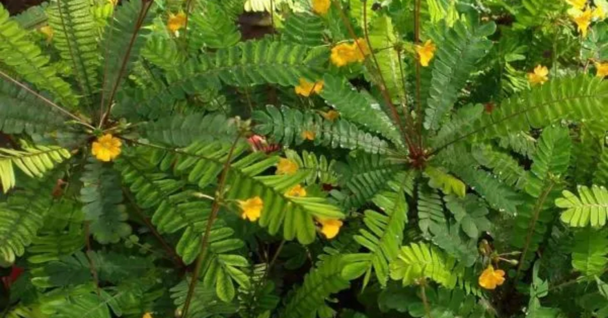 Healthy Benefits Of Mukutti Chedi