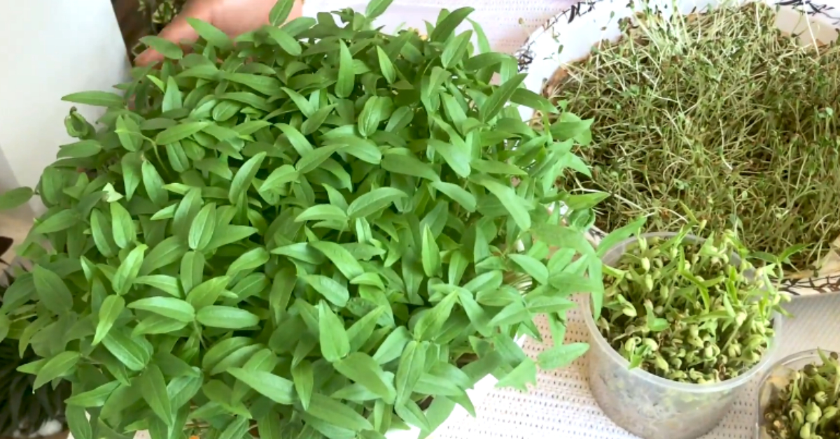 Healthy Microgreen At Home Malayalam