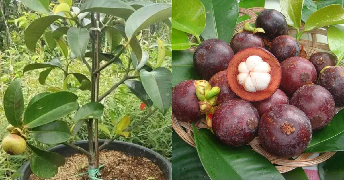 Mangosteen Cultivation Tips