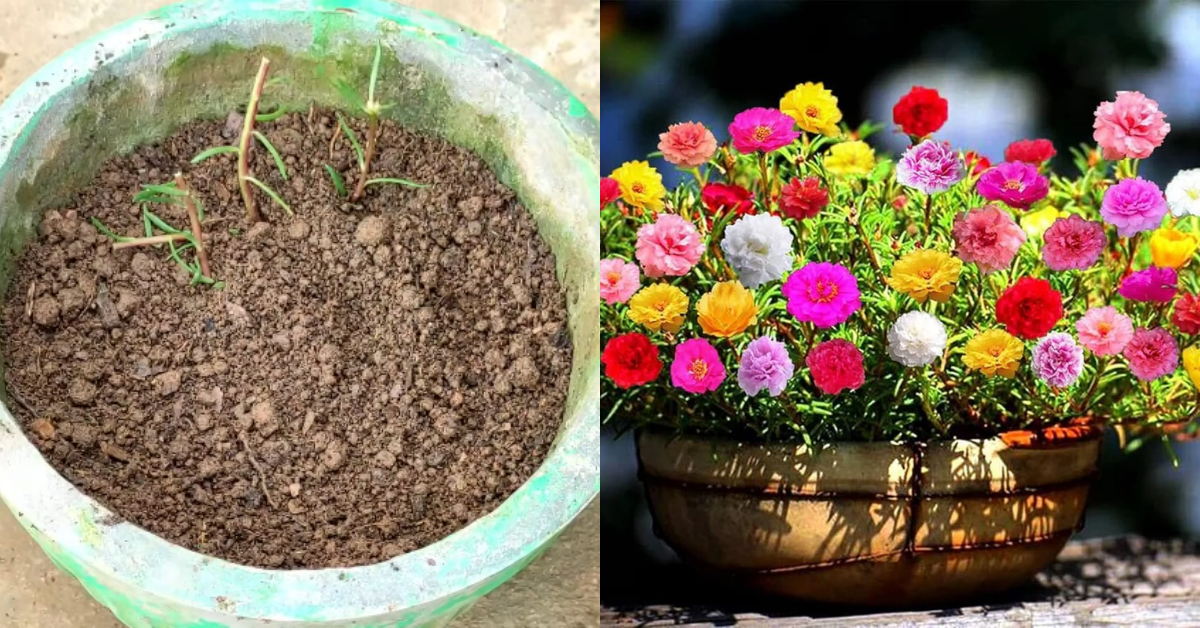 Moss Rose Plant Tip Using Fertilizer