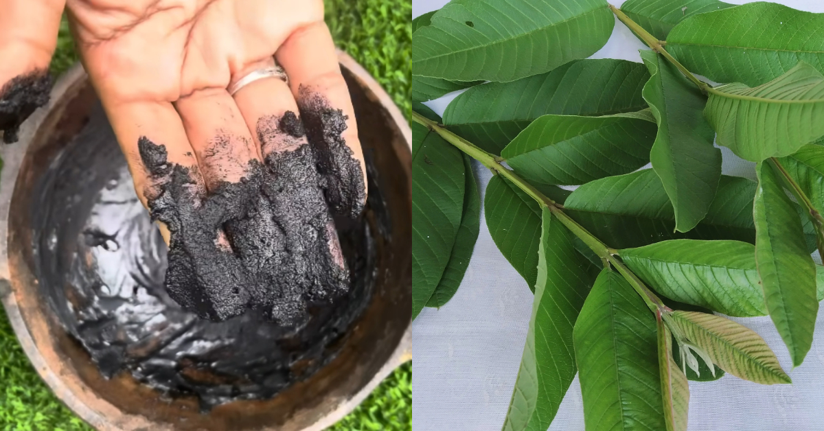 Natural Hair Dye Using Guava leaves