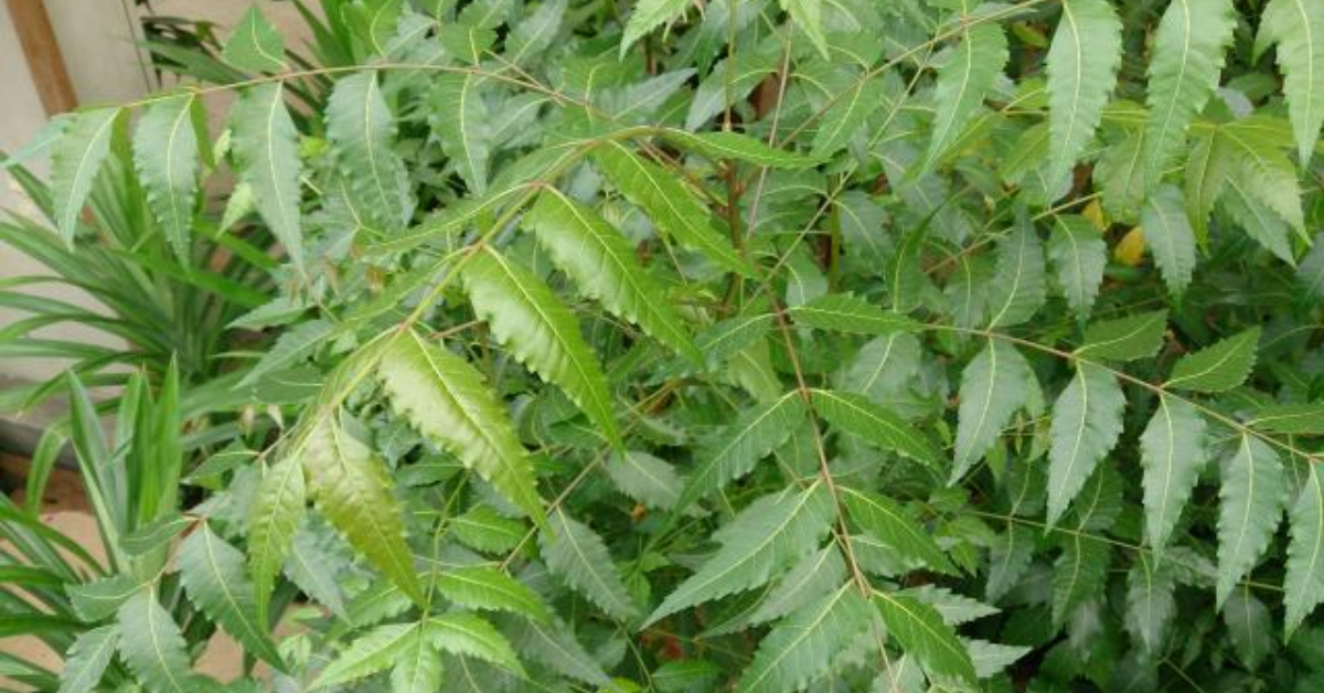 Neem Leaf Health Benefits