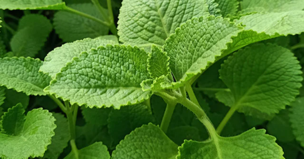 Panikoorka Mixiyil Trick