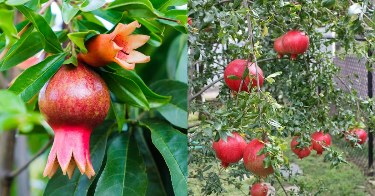 Pomegranate Cultivation Tip Using Potting Mix
