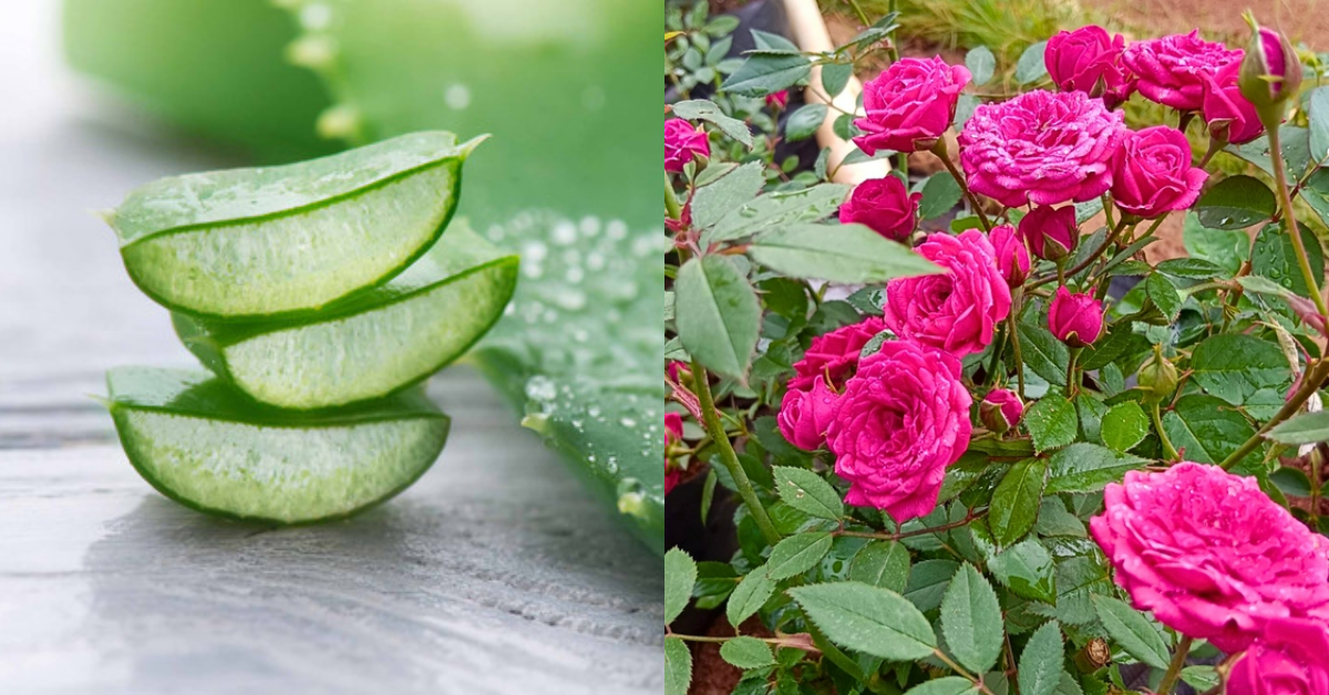 Rose Flowering Tips Using Aloe Vera