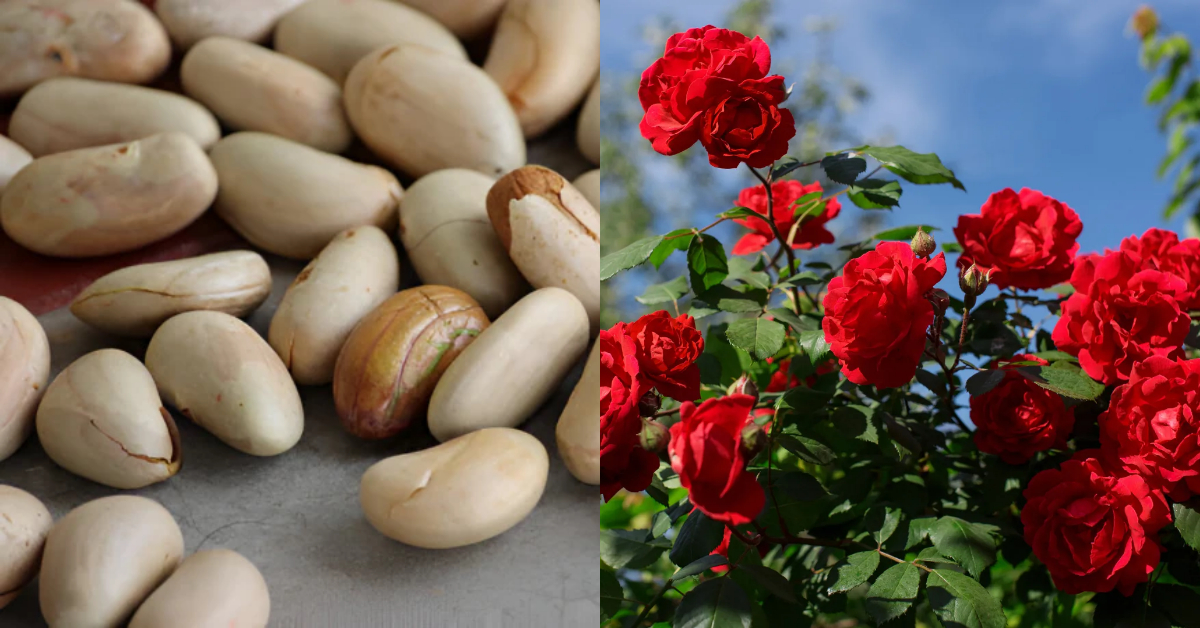 Rose Flowering Tips using Chakkakuru