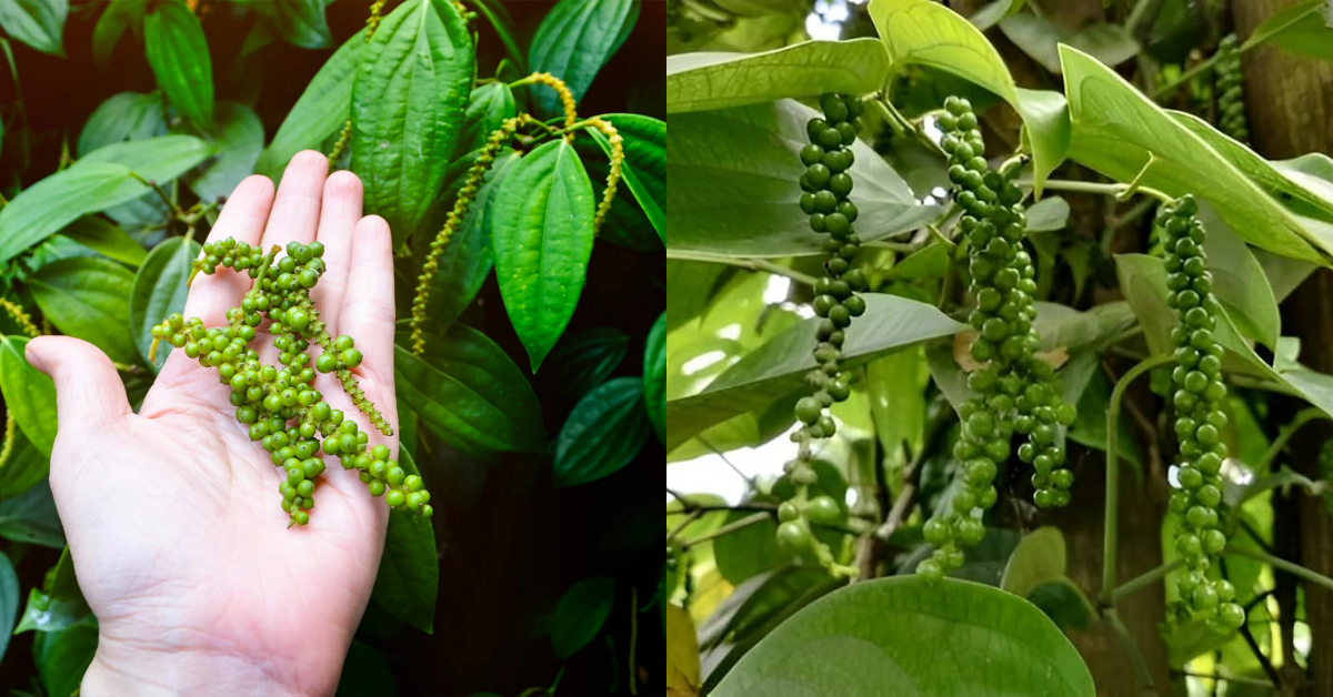 Tip To Grow Bush Pepper in Container