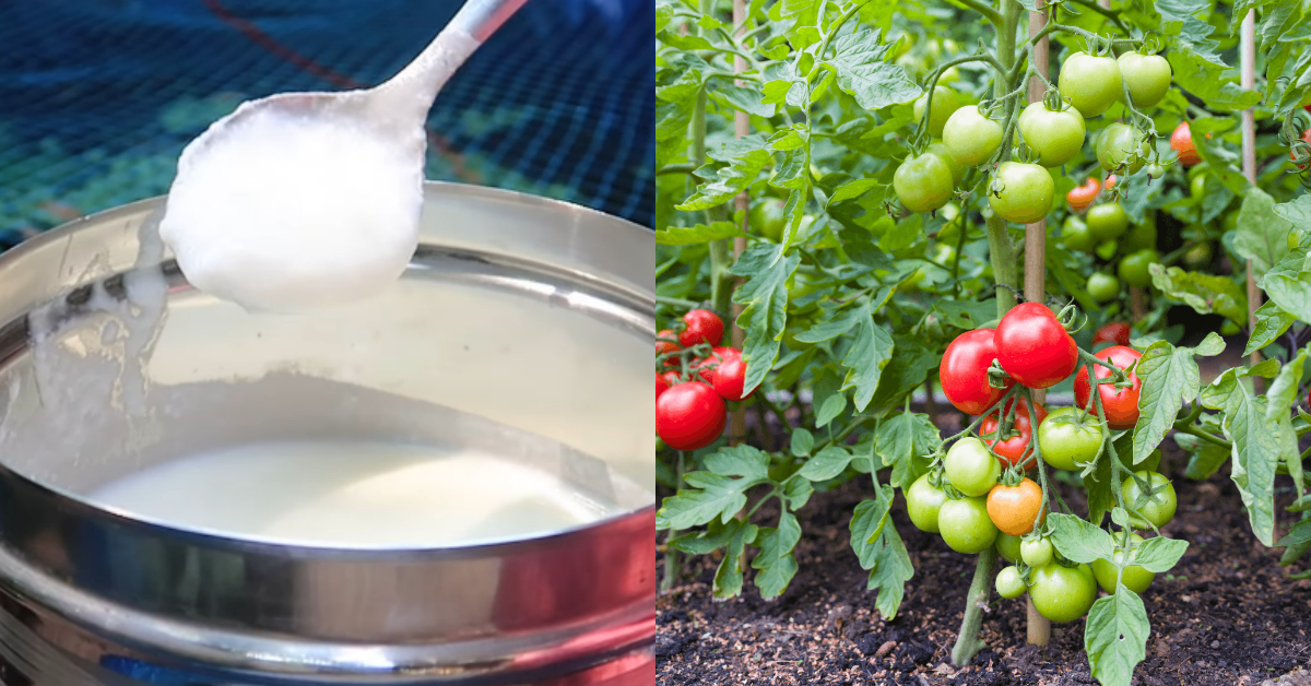 Tomato Farming Tricks