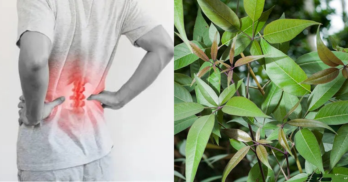 knee pain reducing at naturally