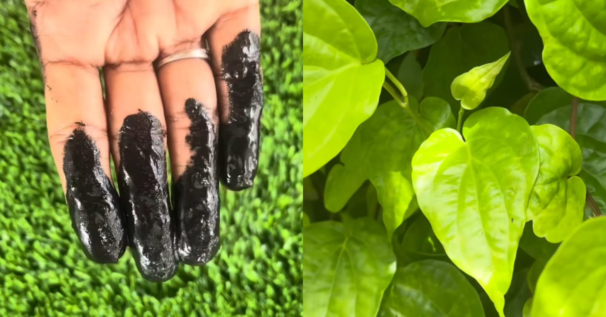 Natural Hair Dye Using Betel Leaves