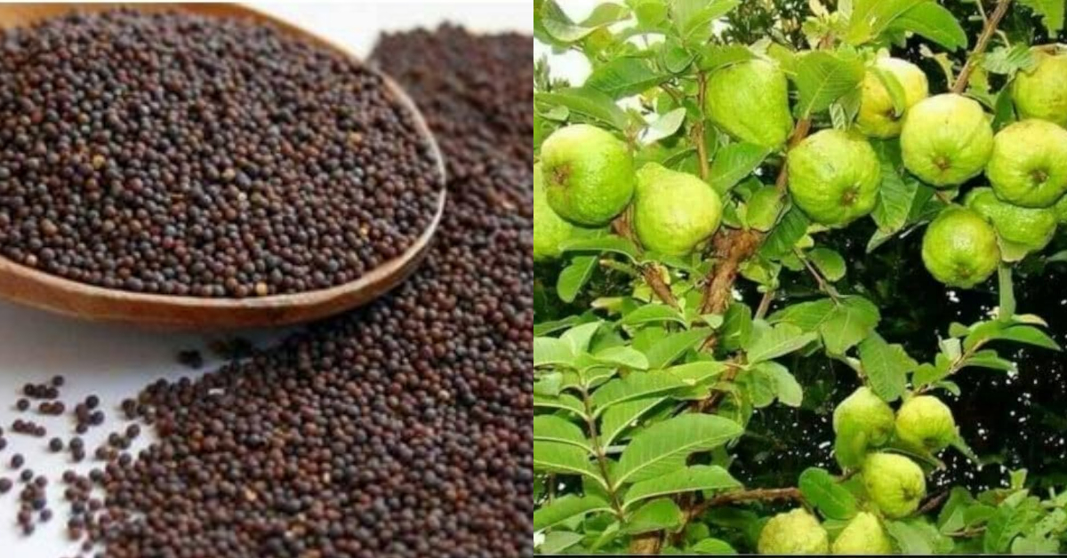 guava cultivation tips