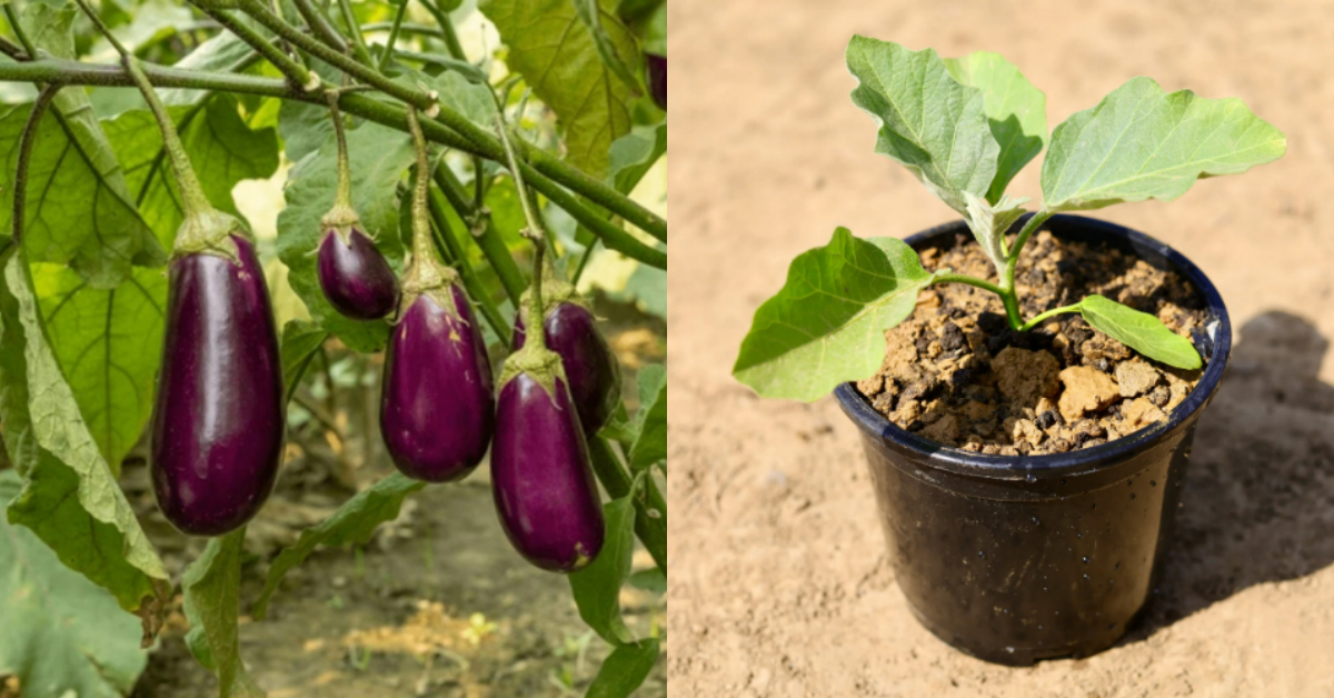 Brinjal Cultivation Tip