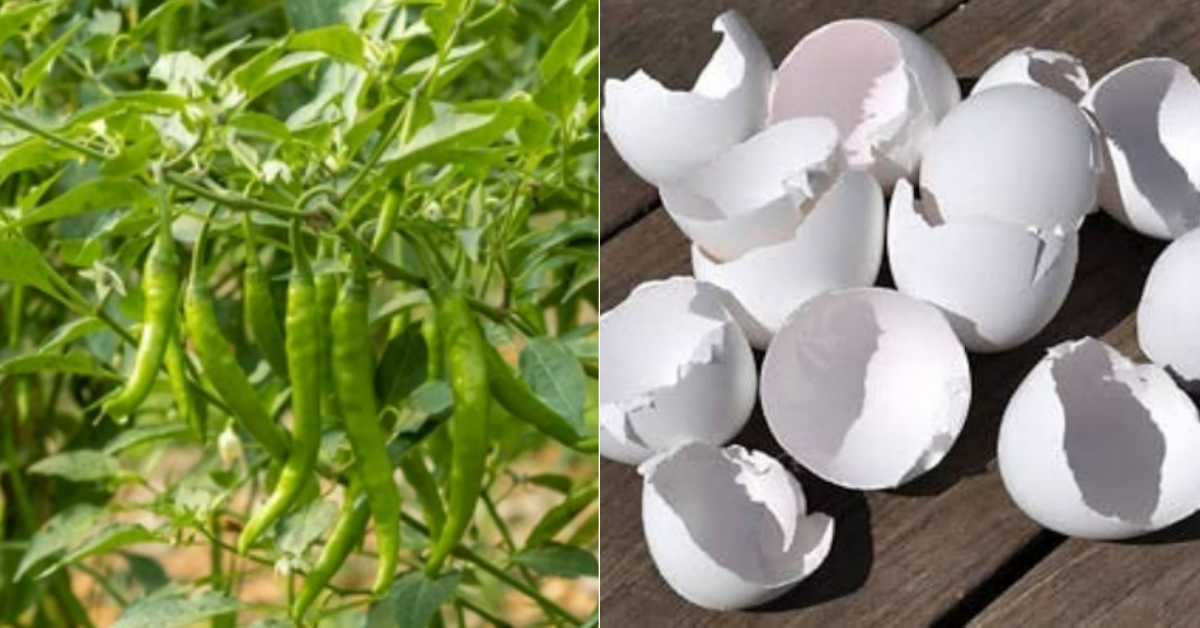 Chili Cultivation Method Using Egg Shell