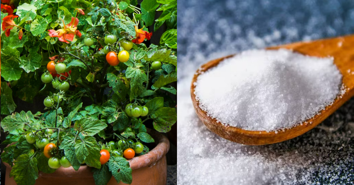 Chilli And Tomato Cultivation Tip Using Salt