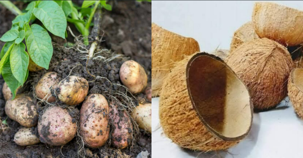 Chinese Potato Cultivation Using Coconut Shell