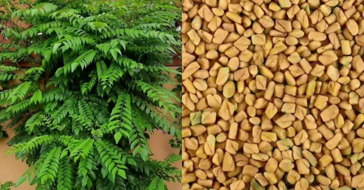 Curry Leaves Care Tip At Home