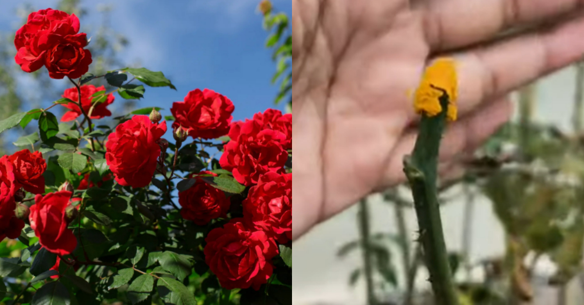 Gardening Tips Using Fertilizer