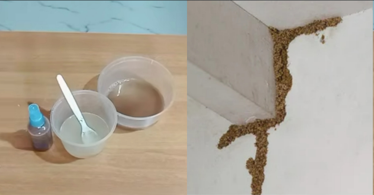 How To Get Rid Termite From Home Easily