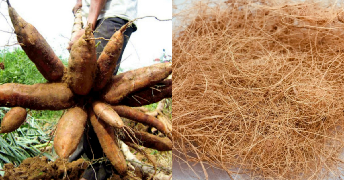 Kappa Krishi Tips Using Coconut Husk