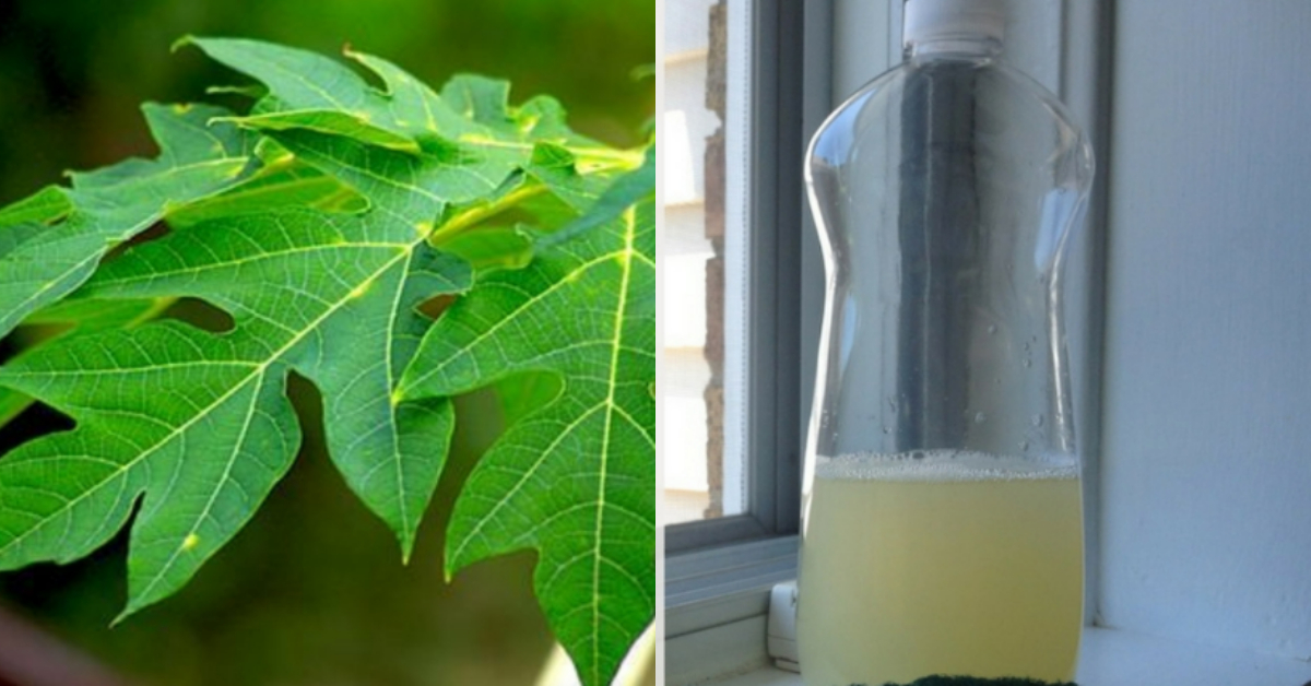 Kitchen Tips Using Papaya Leaf