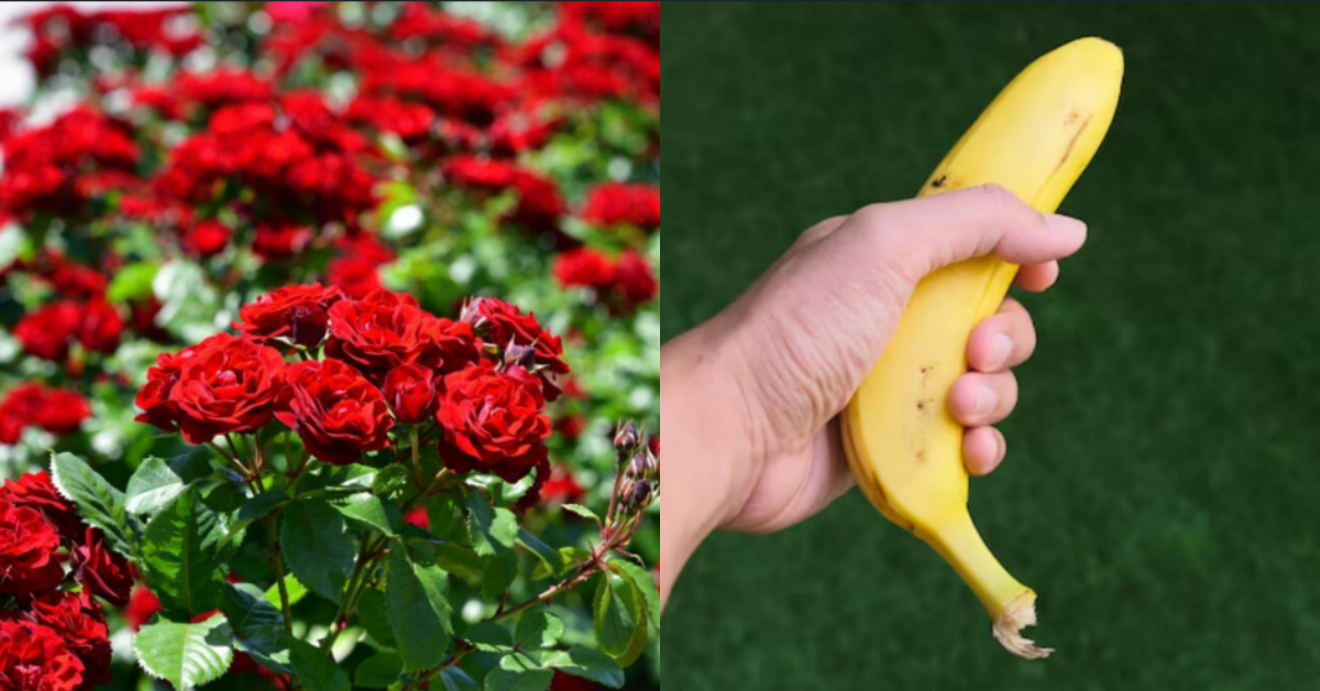 Rose Flowering Tip Using Banana