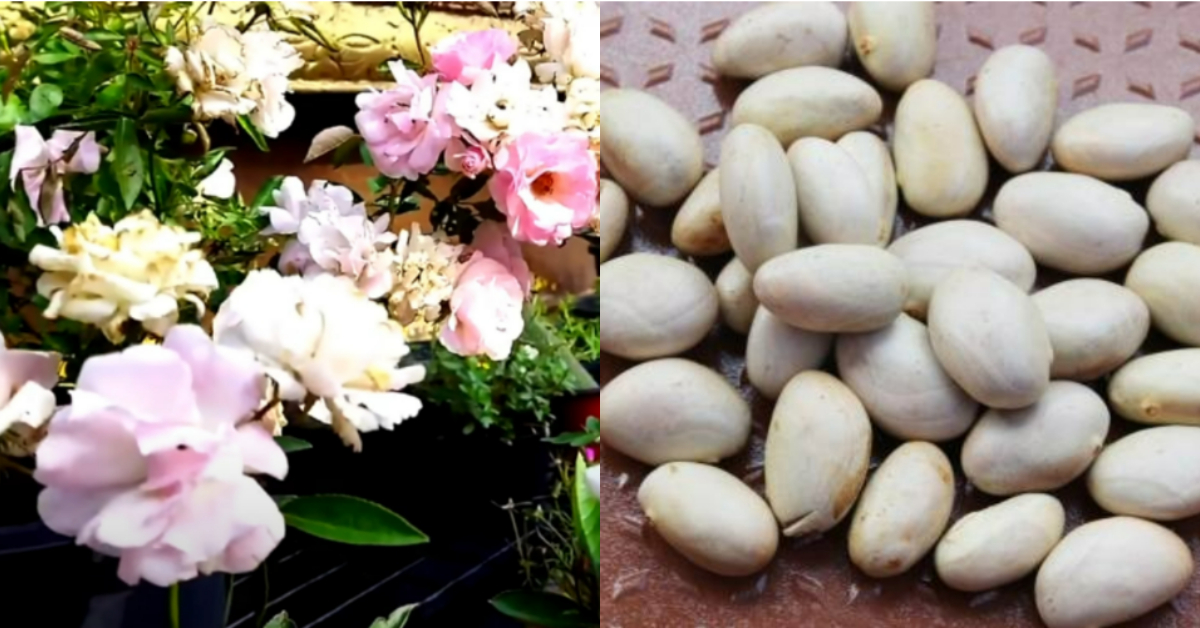 Rose Flowering Tips using Chakkakuru