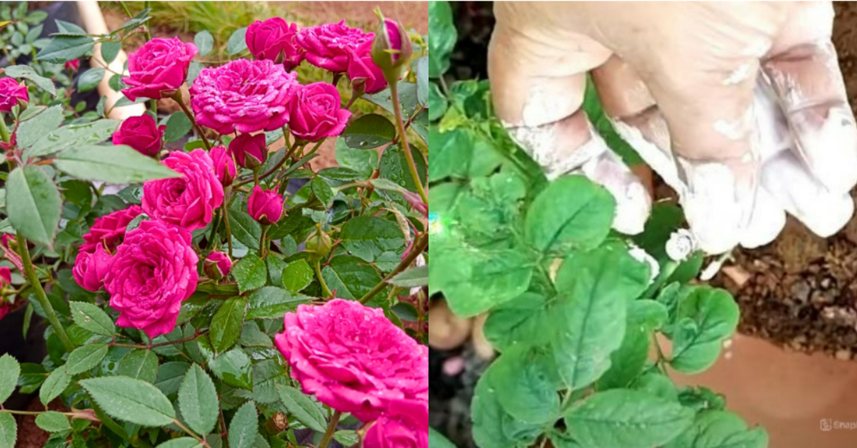 Rose Plant Growing Fertilizer Tip
