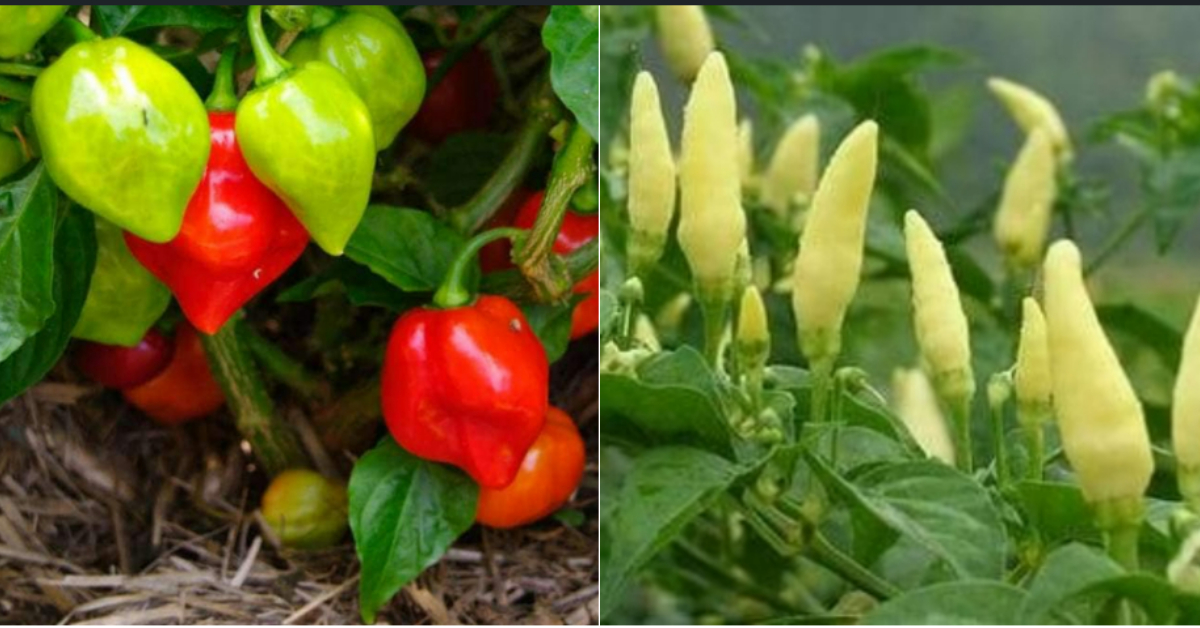 Chilly Cultivation Tips