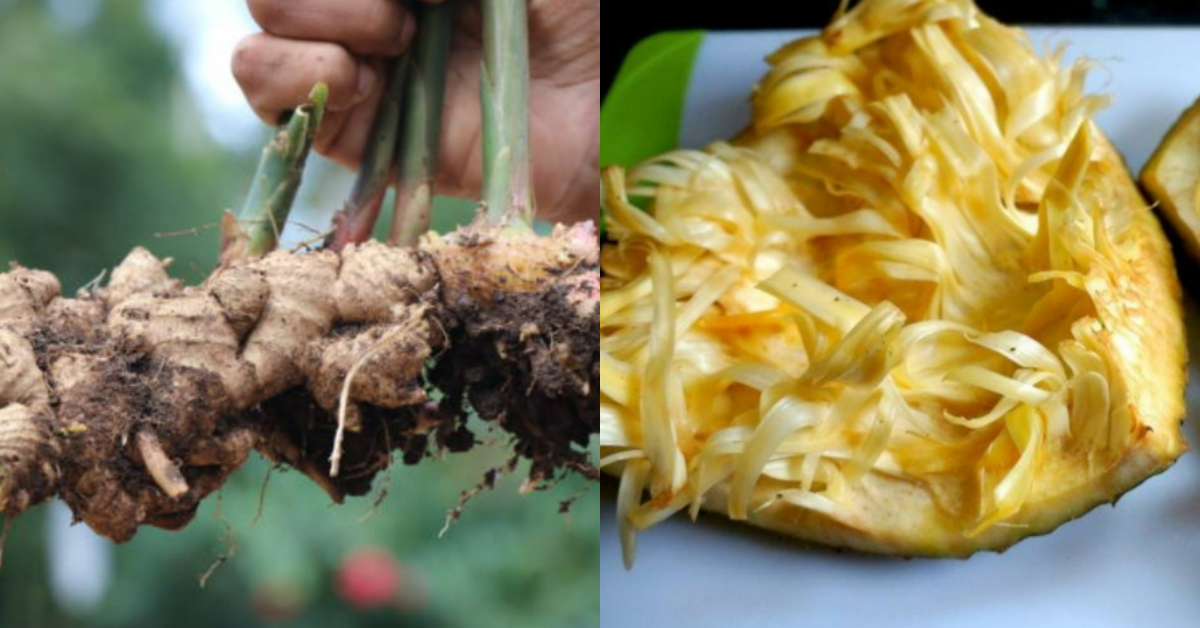Ginger Cultivation Tips Using Jackfruit waste