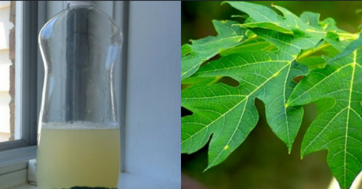 Papaya Leaf Using Tip